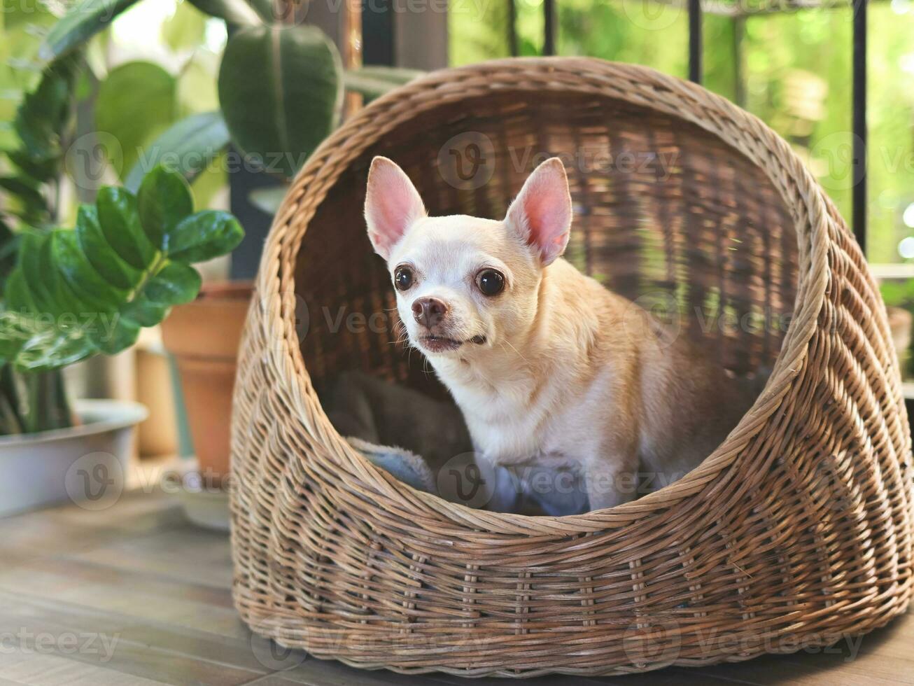 marrón corto pelo chihuahua perro sentado en mimbre o rota mascota casa en balcón, mirando asombrosamente foto