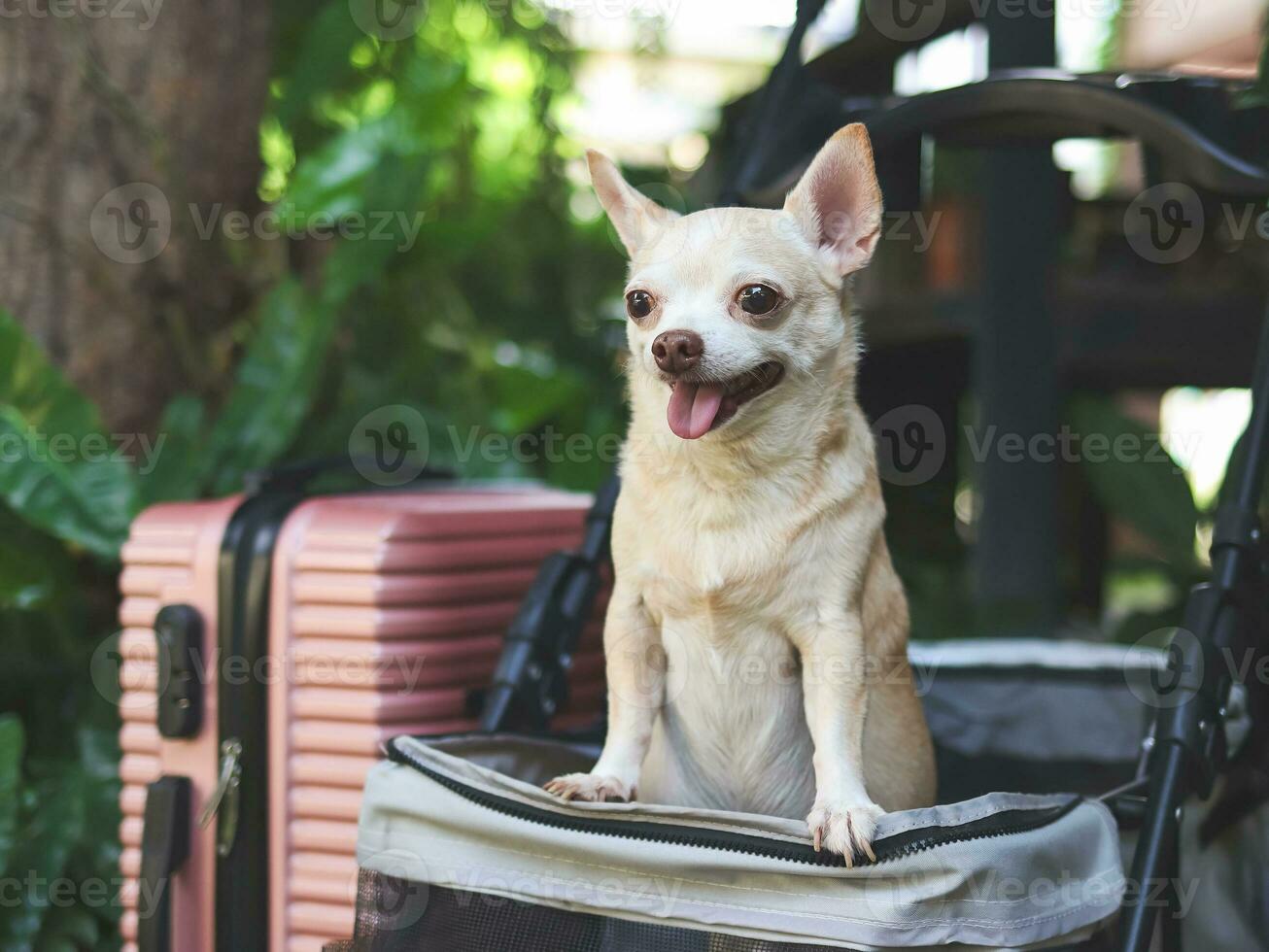 marrón corto pelo chihuahua perro en pie en mascota paseante con rosado maleta en el jardín. sonriente felizmente. contento vacaciones y de viaje con mascota concepto foto