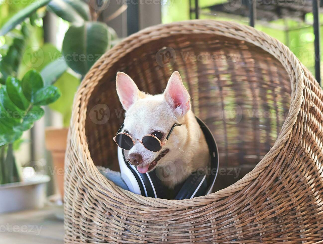 brown short hair chihuahua dog wearing sunglasses and headphones around neck sitting in wicker or rattan pet house in balcony. photo