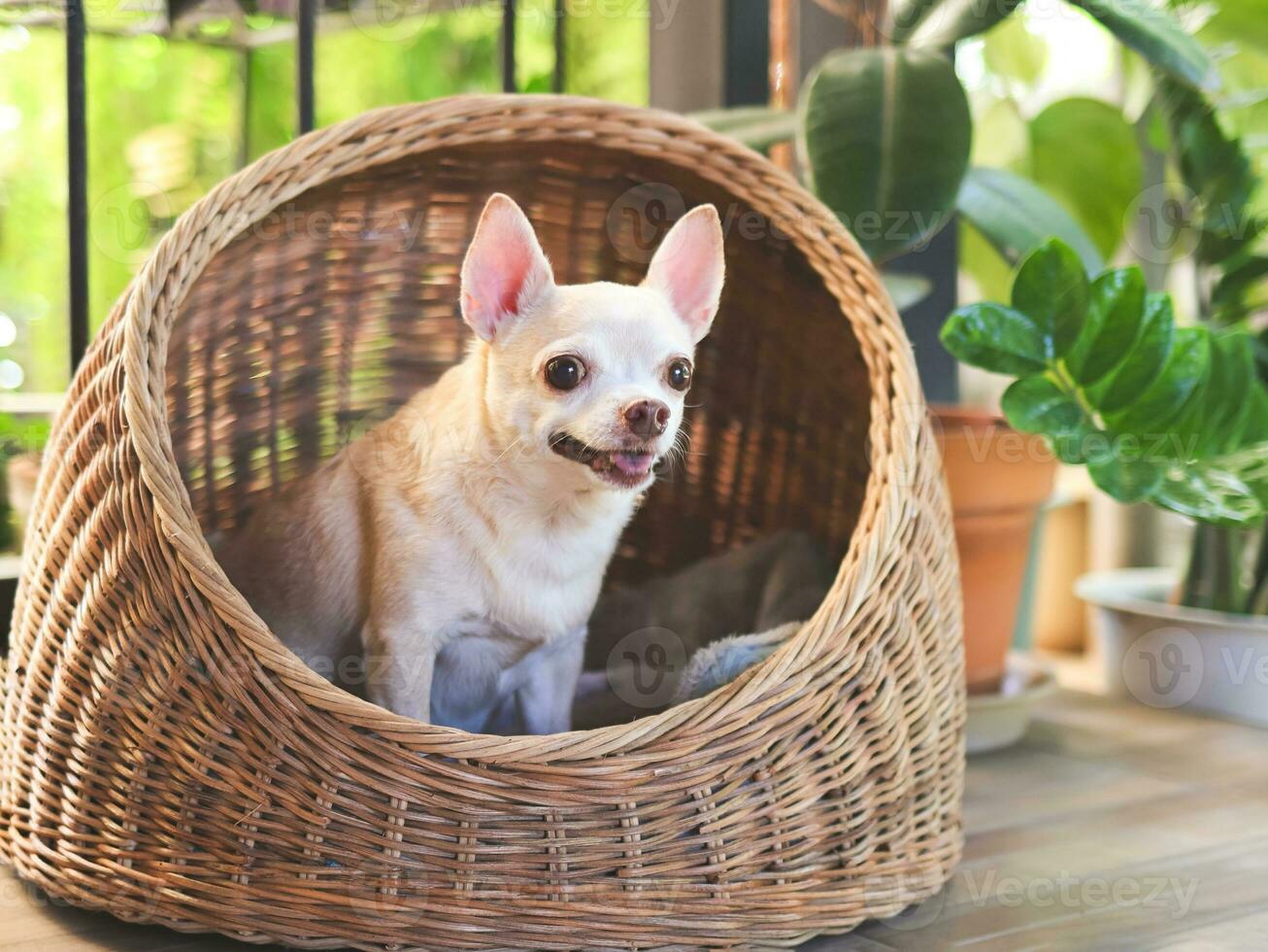 brown short hair chihuahua dog sitting in wicker or rattan pet house in balcony,  looking surprisingly photo