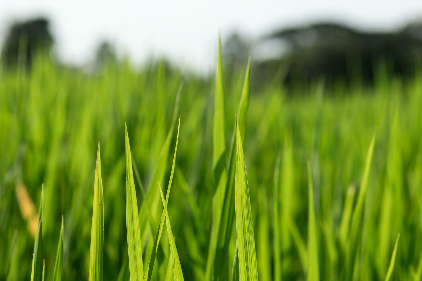 close up of green grass photo