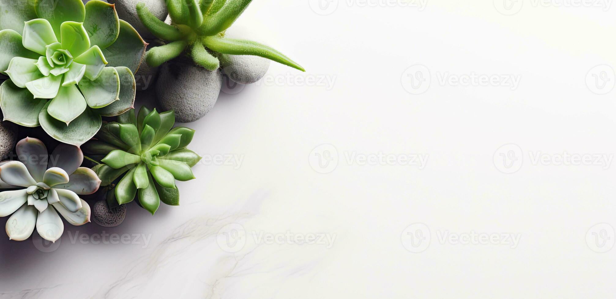 AI generated minimalist modern background with succulent plants. Generative AI photo