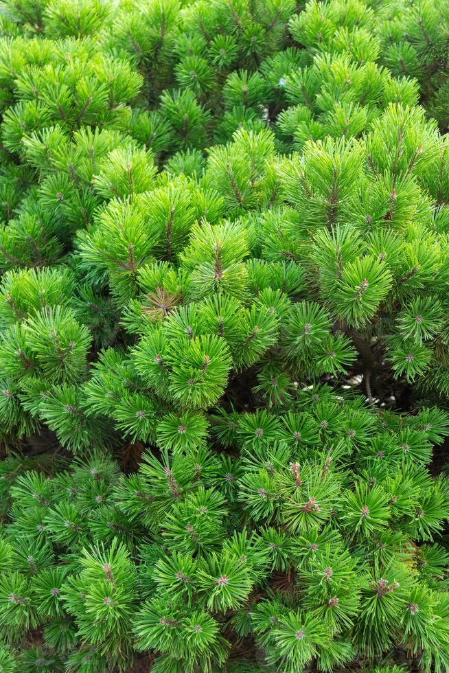 Close up of fluffy fir tree branches. Unspoilt nature photo