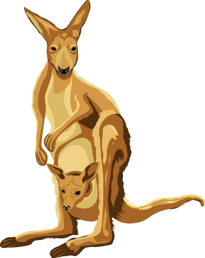 kangaroo with baby illustration vector