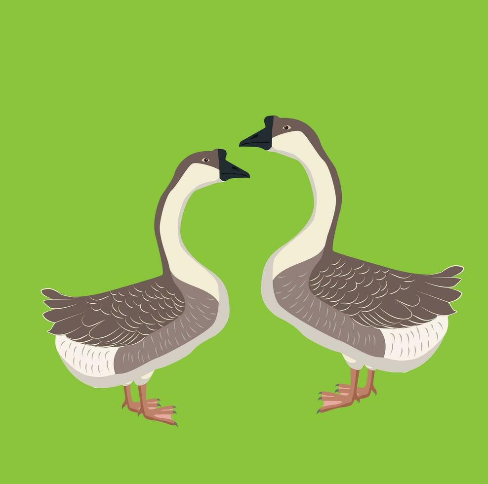 country goose and duck illustration vector
