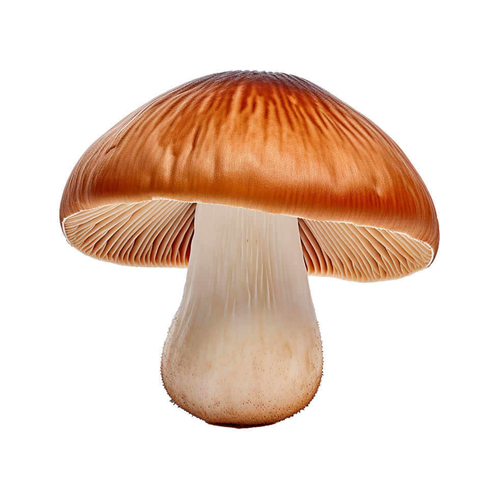 AI generated Mushrooms png isolated on transparent background