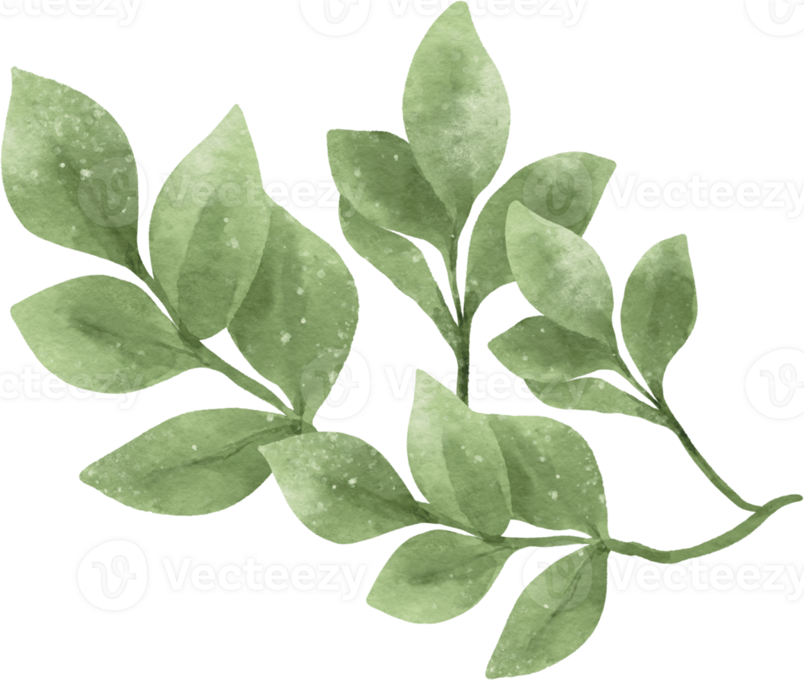 Watercolor greenery leaf illustration png