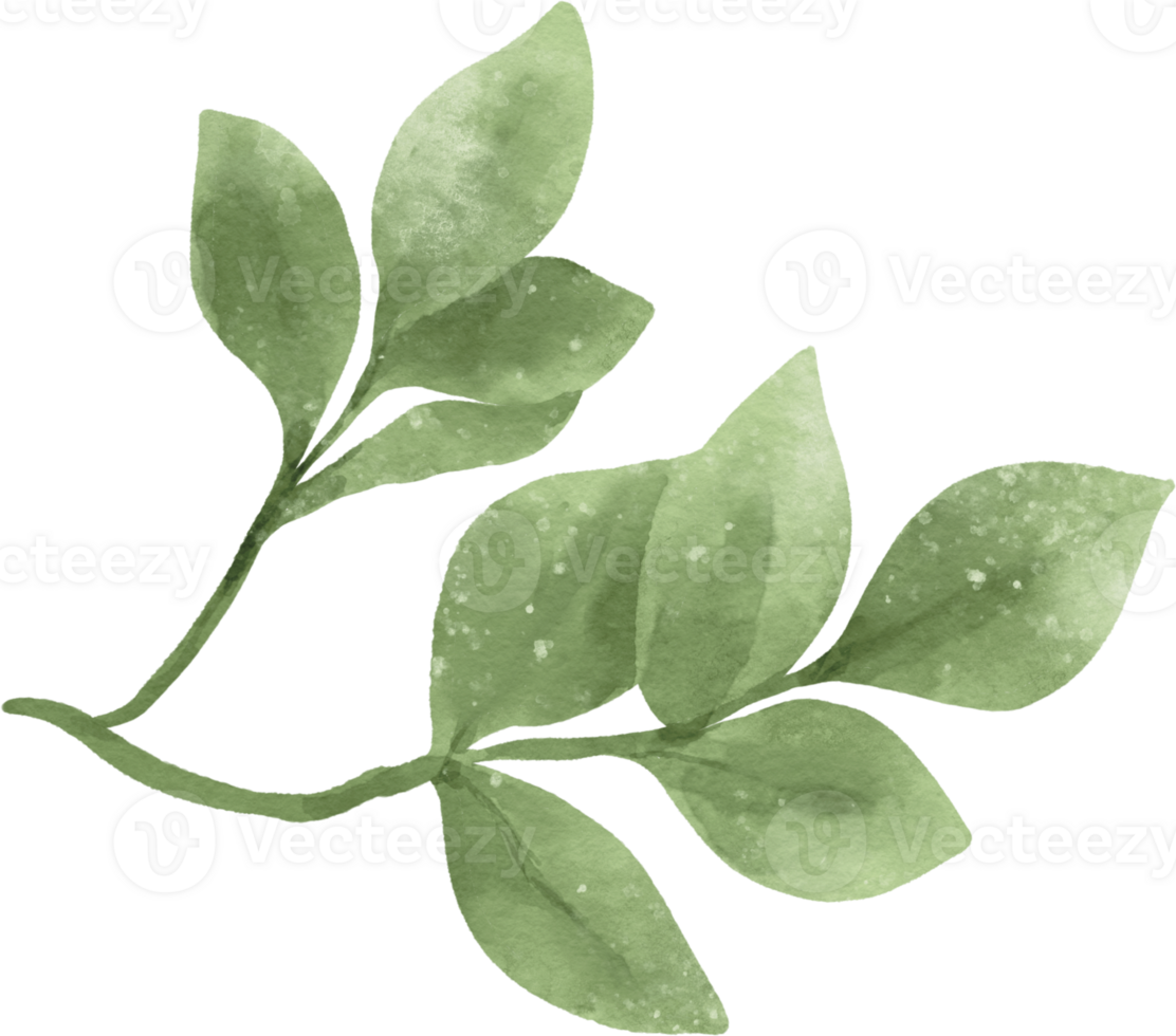Watercolor greenery leaf illustration png