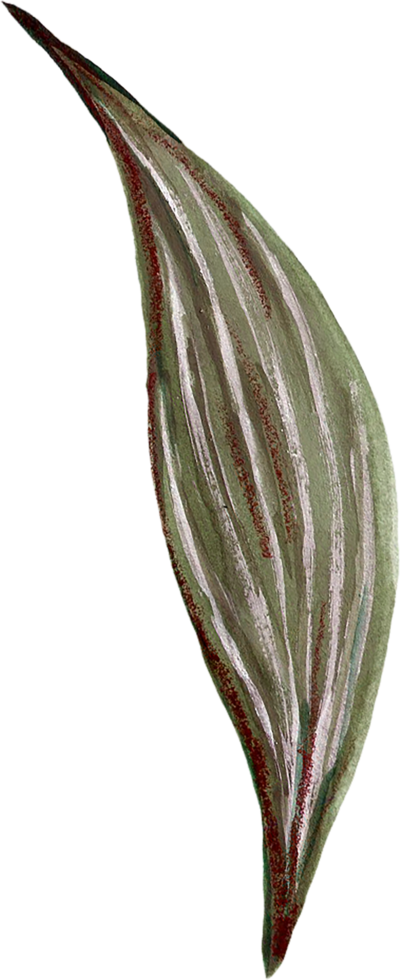 Botanical meadow fiels wildflower leaves plants png