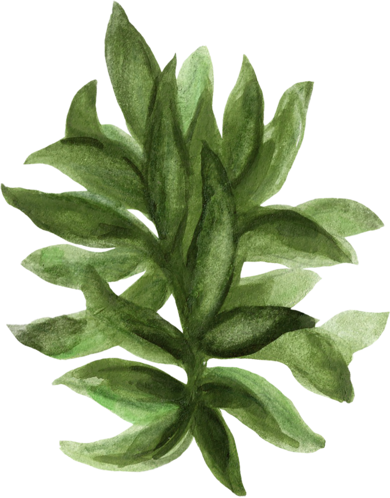 Botanical meadow fiels wildflower leaves plants png