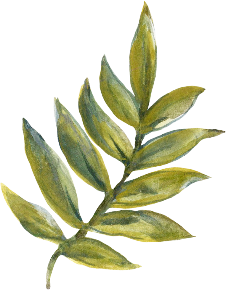 Botanical meadow fiels wildflower leaves plants png