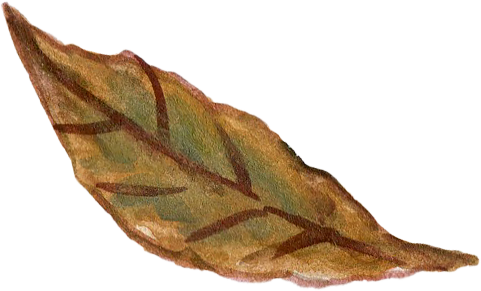 Botanical meadow fiels wildflower leaves plants png