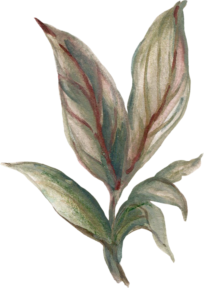 Botanical meadow fiels wildflower leaves plants png