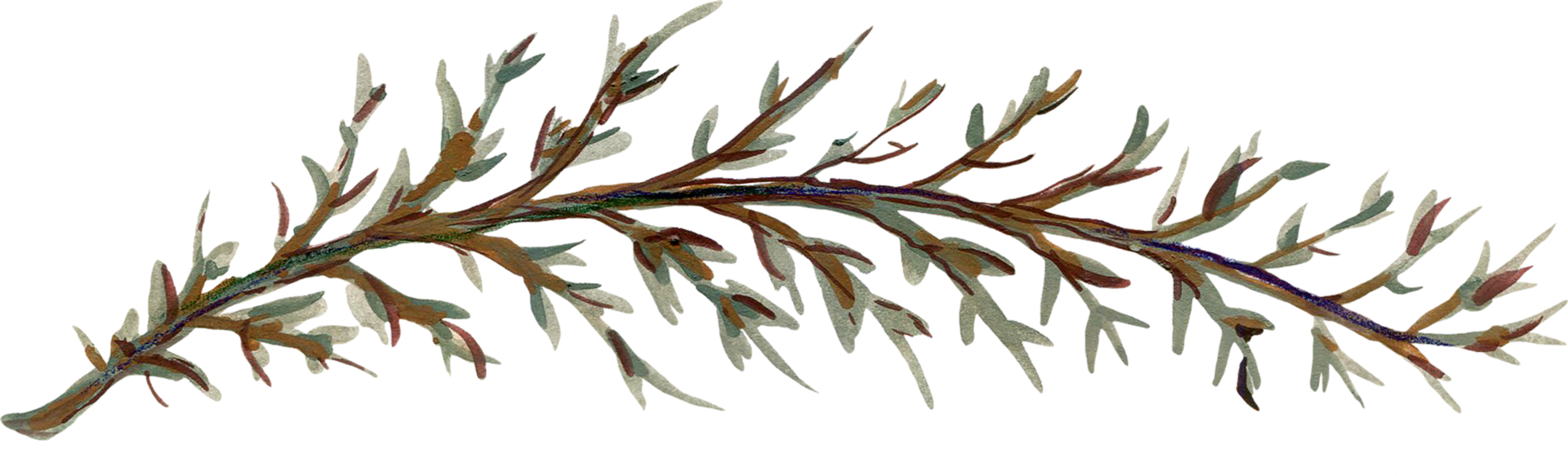Botanical meadow fiels wildflower leaves plants png