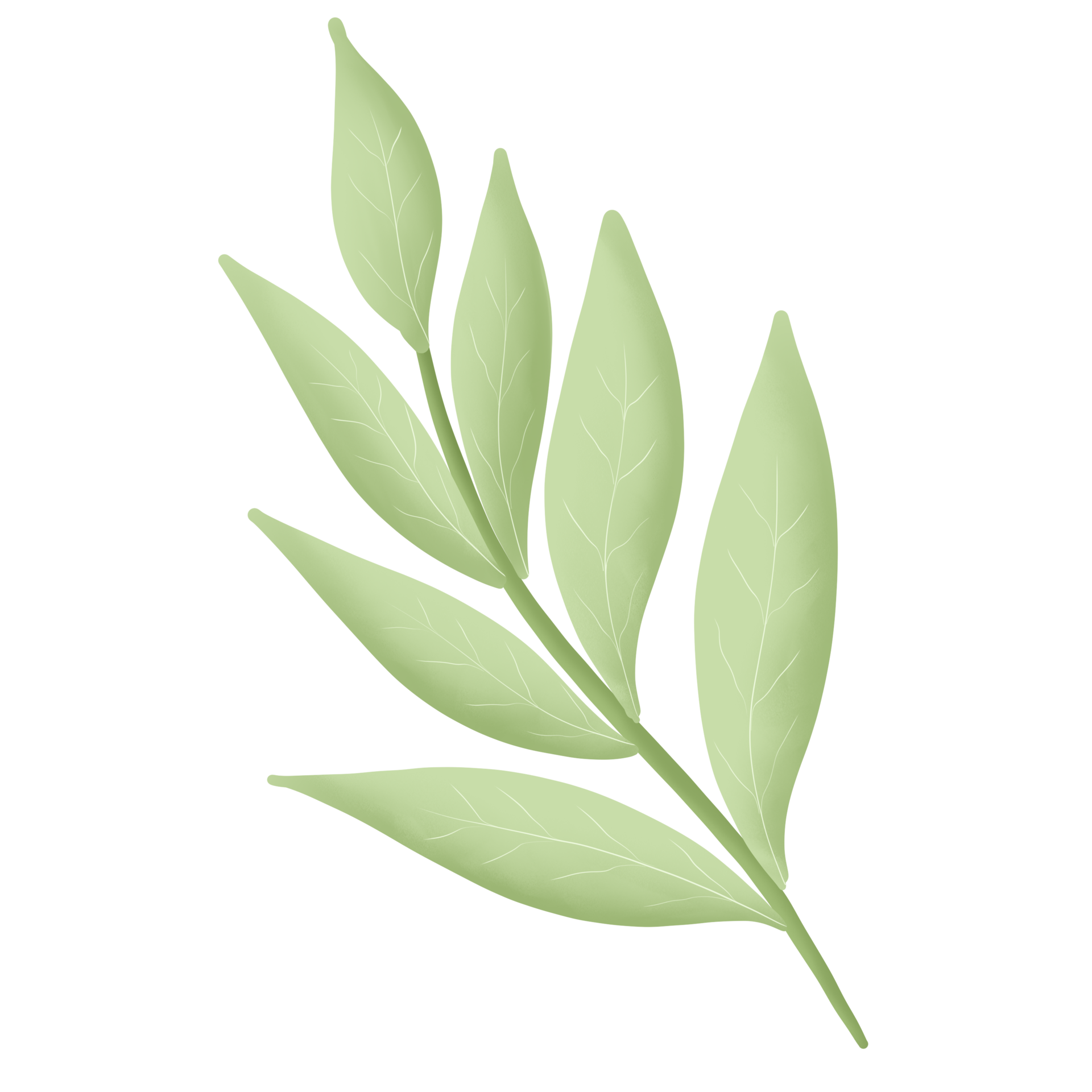 Green Leaf Plant 35984535 PNG green-leaf-plant-35984535-png