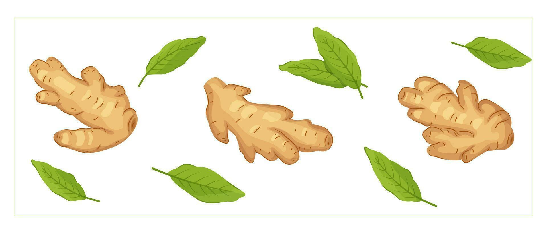 Whole ginger roots and leaves set in cartoon style. Vegetable vector illustration in flat cartoon style. Spice herb, healthy plant, fresh raw vegetable, ginger root food vector illustration.