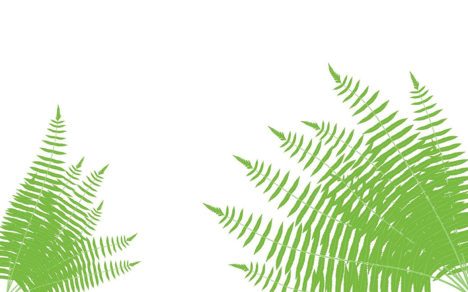 green fern leaves on white background vector, green leaf isolated on white, tree breach vector