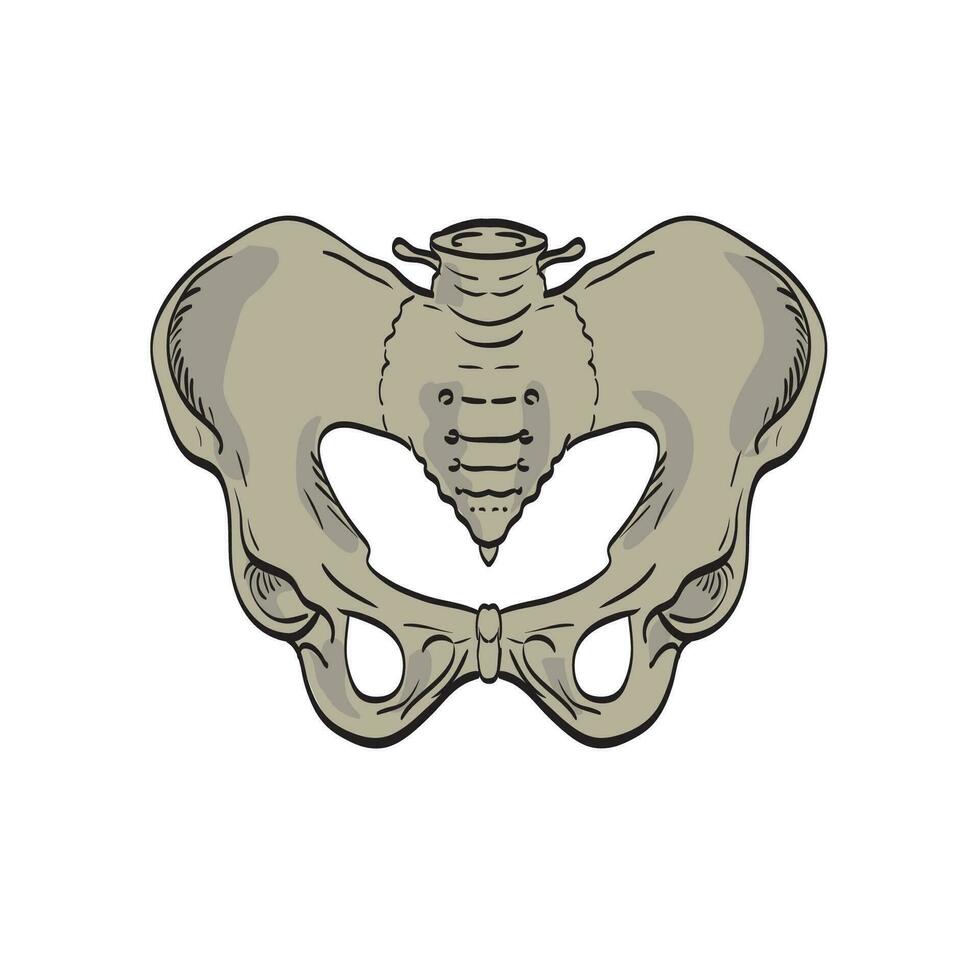 sacroilíaca articulaciones enlace el pelvis y inferior espina frente cruzar sección dibujo vector