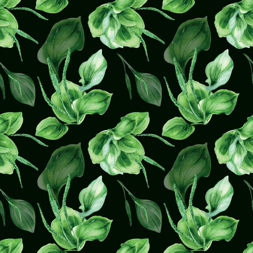 plantago de hoja ancha medicinal planta acuarela sin costura modelo aislado en negro antecedentes. plátano, verde hojas, hierba, psyllium mano dibujado. diseño para textil, paquete, fondo de pantalla, envase vector