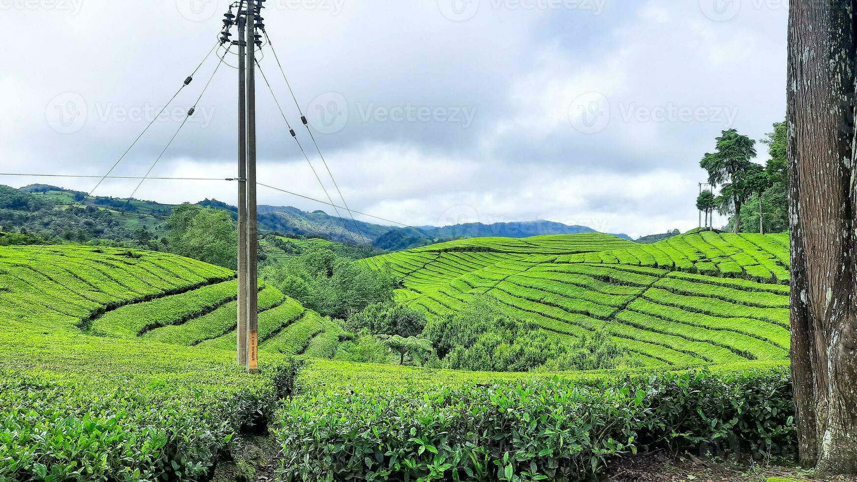 Rancabali tea plantation, Bandung, Indonesia photo