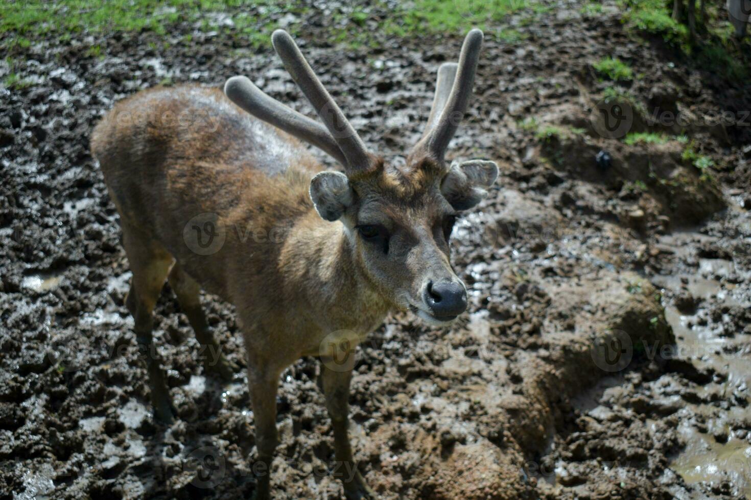 Tame deer waiting to be fed photo