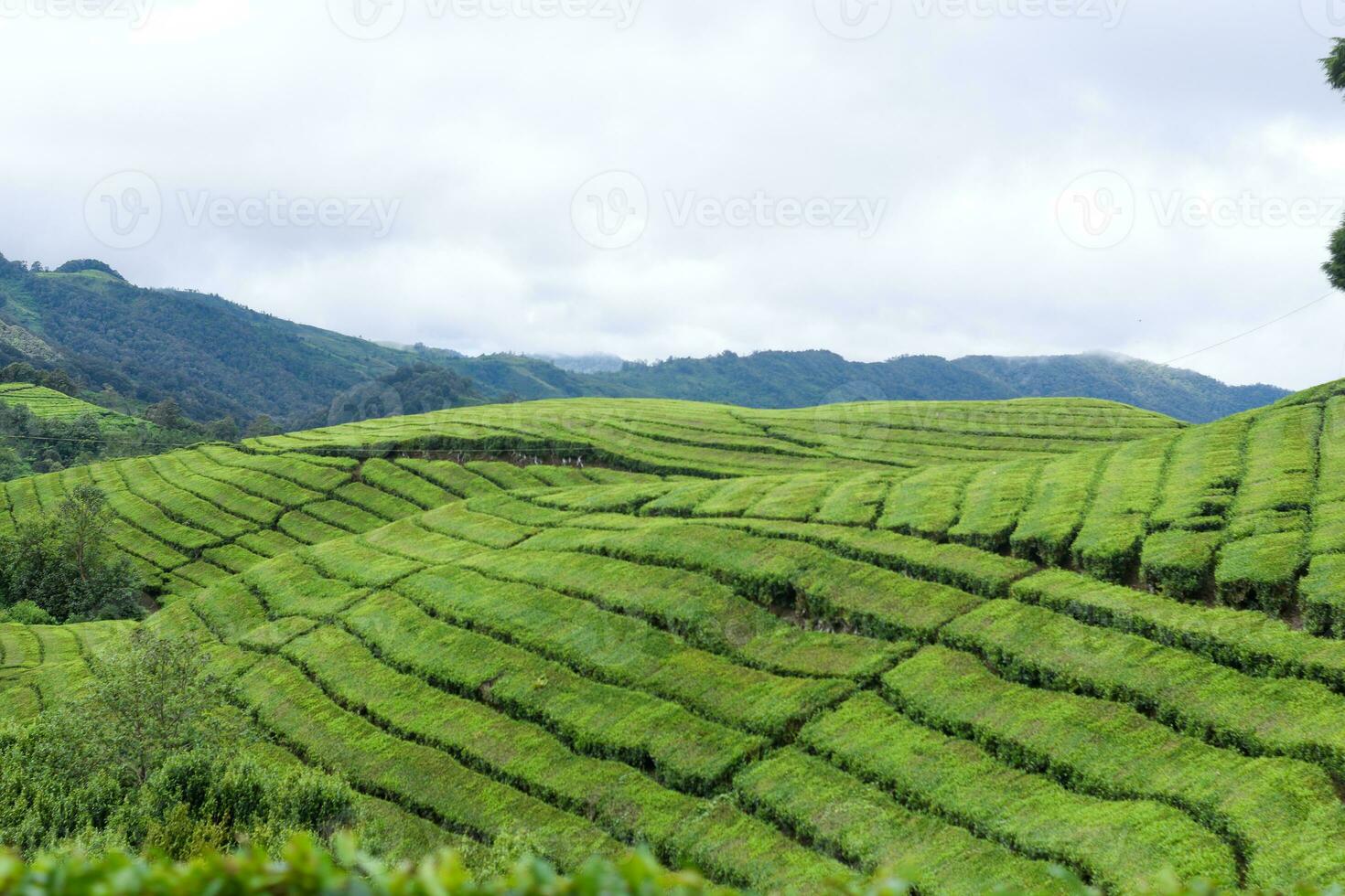 The beauty of the vast green hills photo