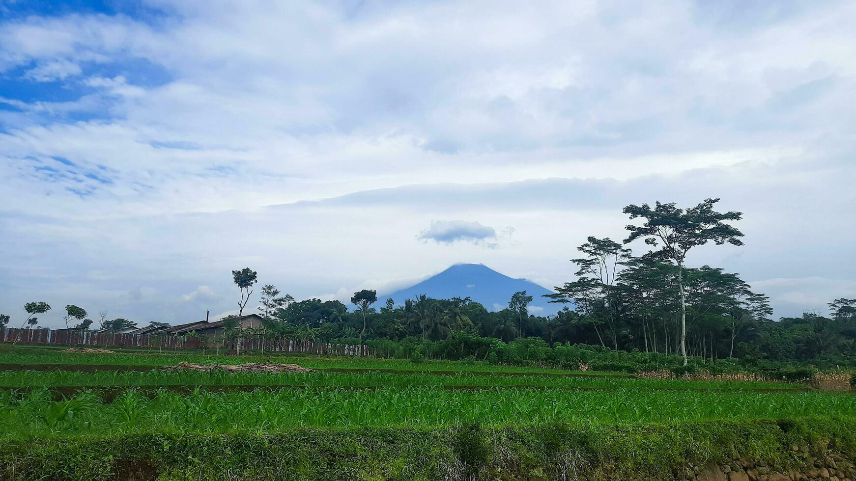 rural naturaleza, arroz campos con montaña puntos de vista foto