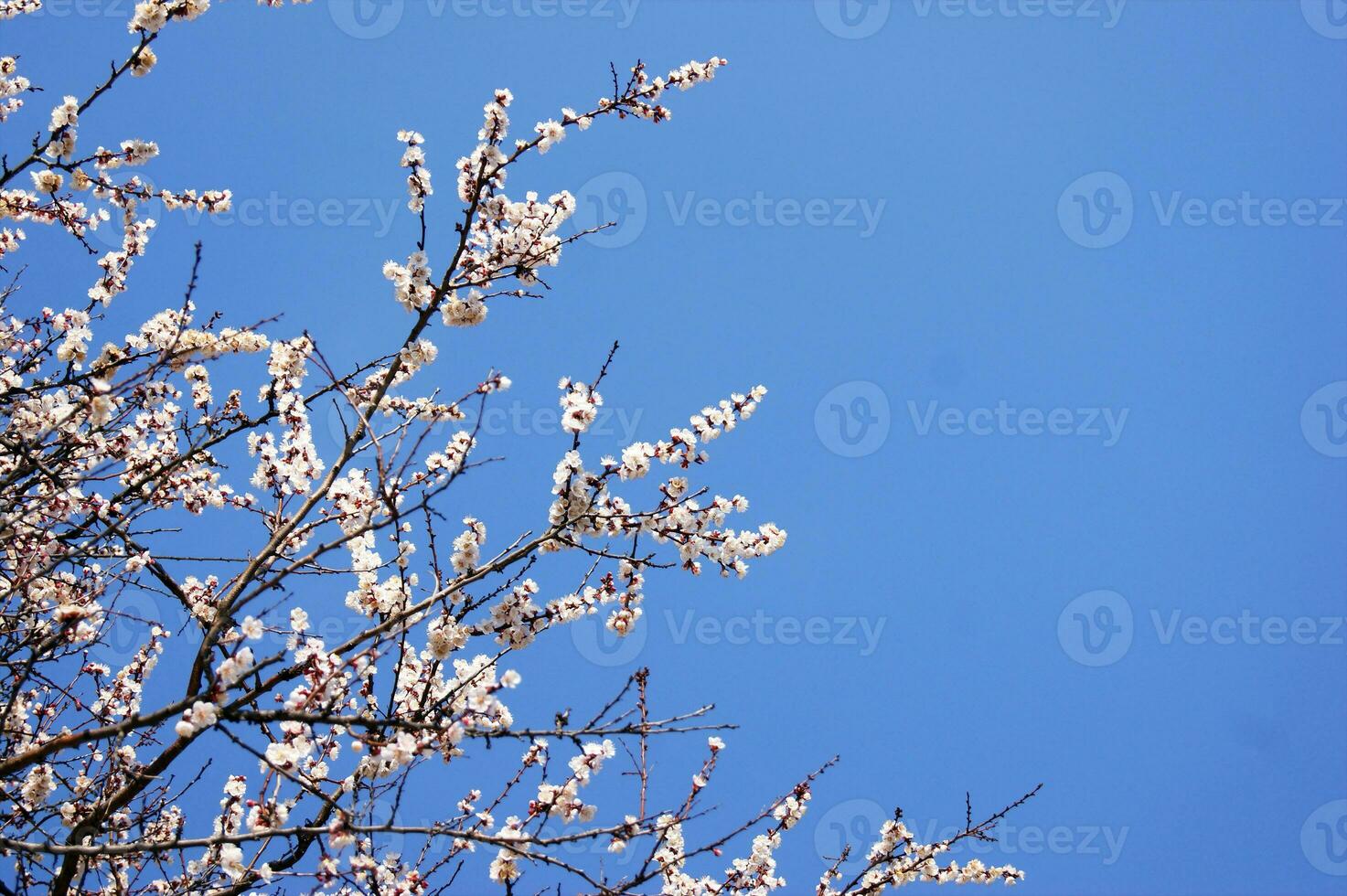 Blooming white flowers and buds on a branch of an apricot tree. photo