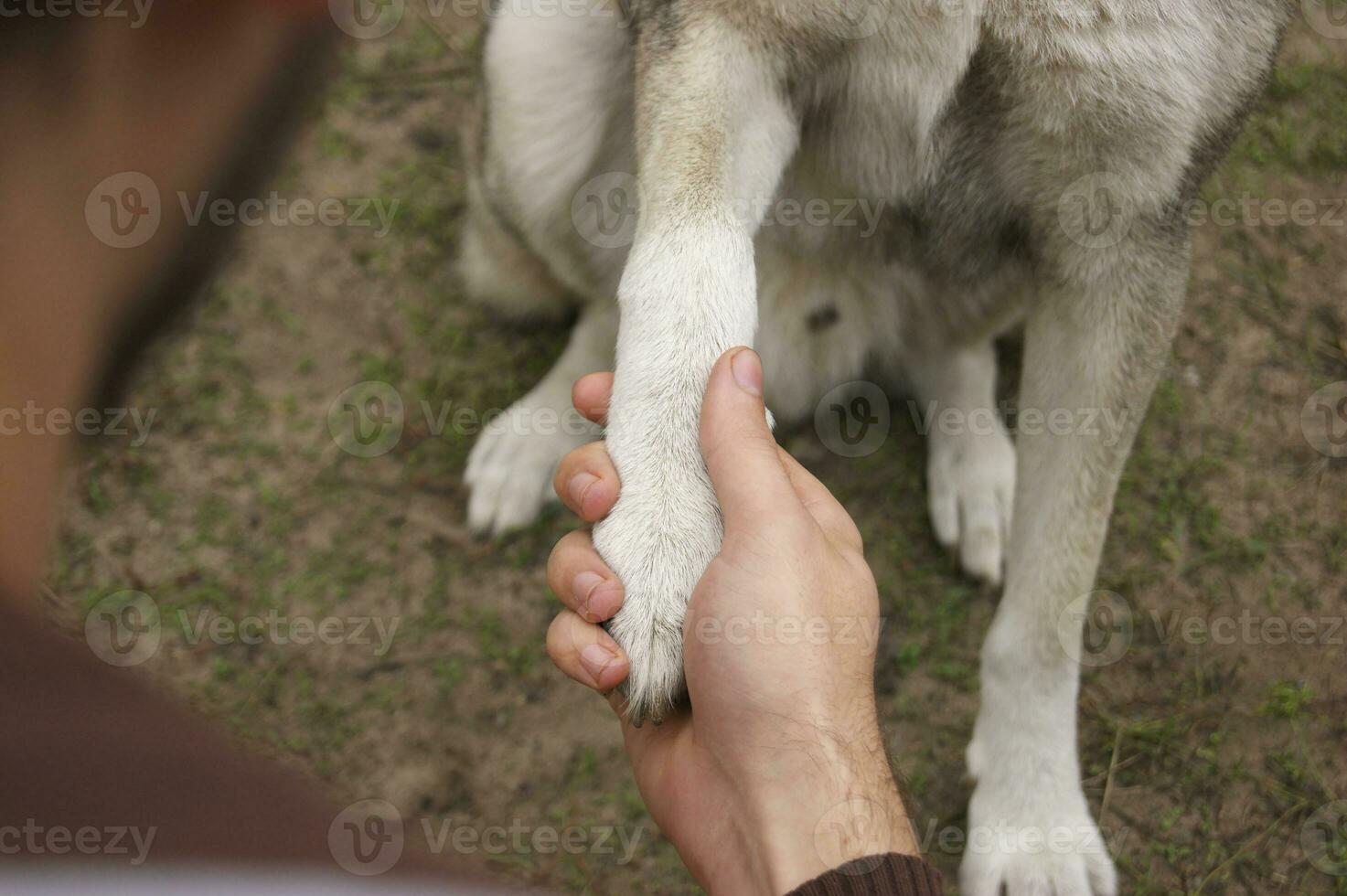 West Siberian grey Laika gives a paw photo