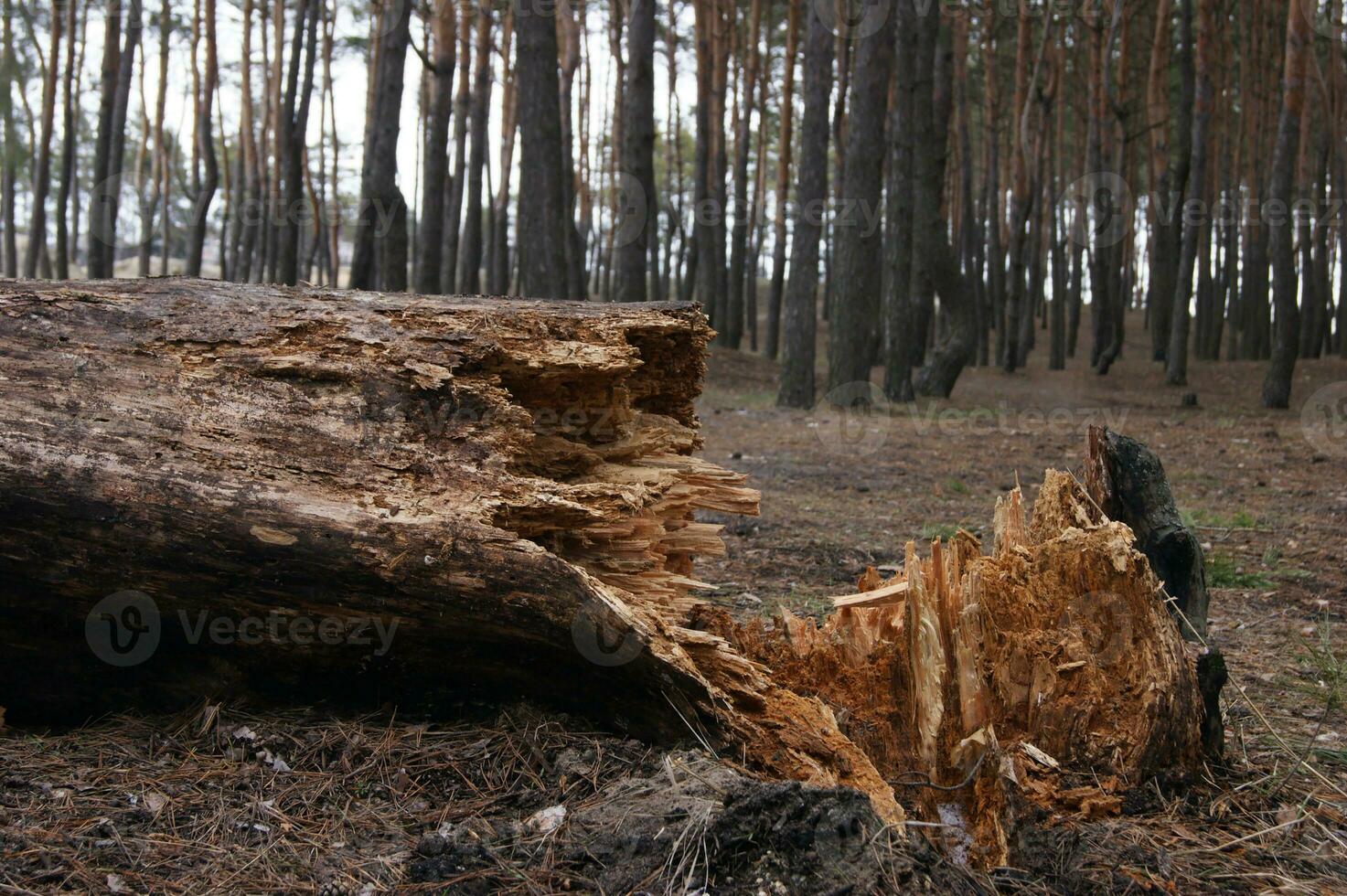 Fallen pine tree with splintered trunk in coniferous forest. photo