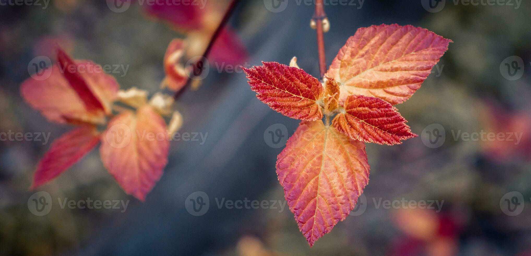 Close up bright red leaves on the branch concept photo. October landscape. photo