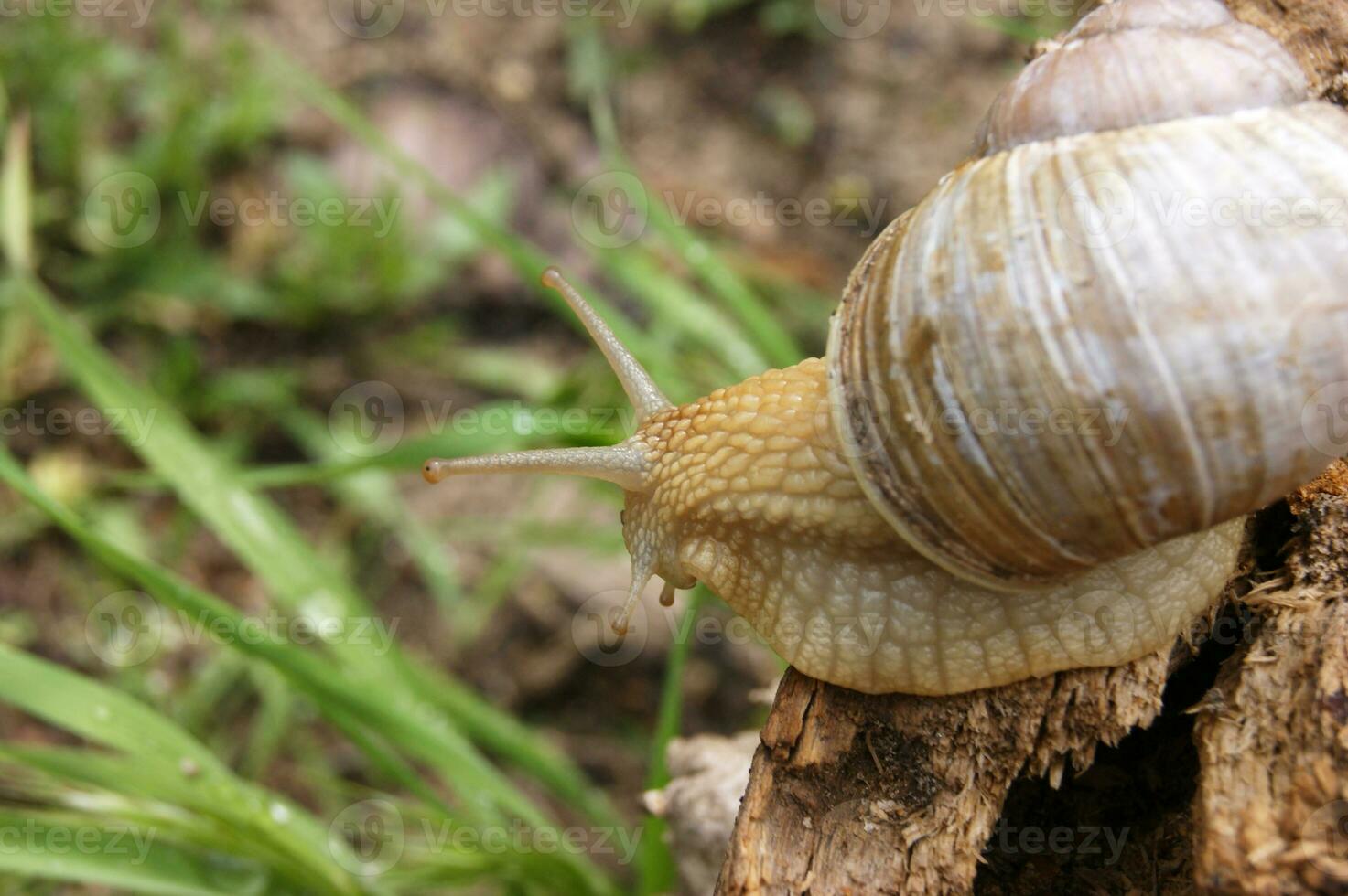 An ordinary in shell garden snail crawling on a stump. photo