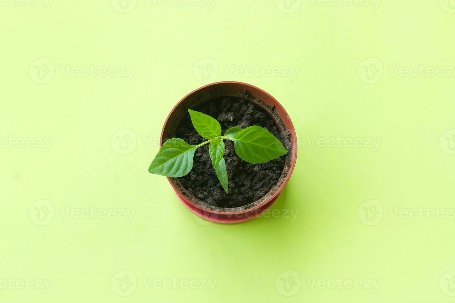 Small pot with seedling on green background. photo