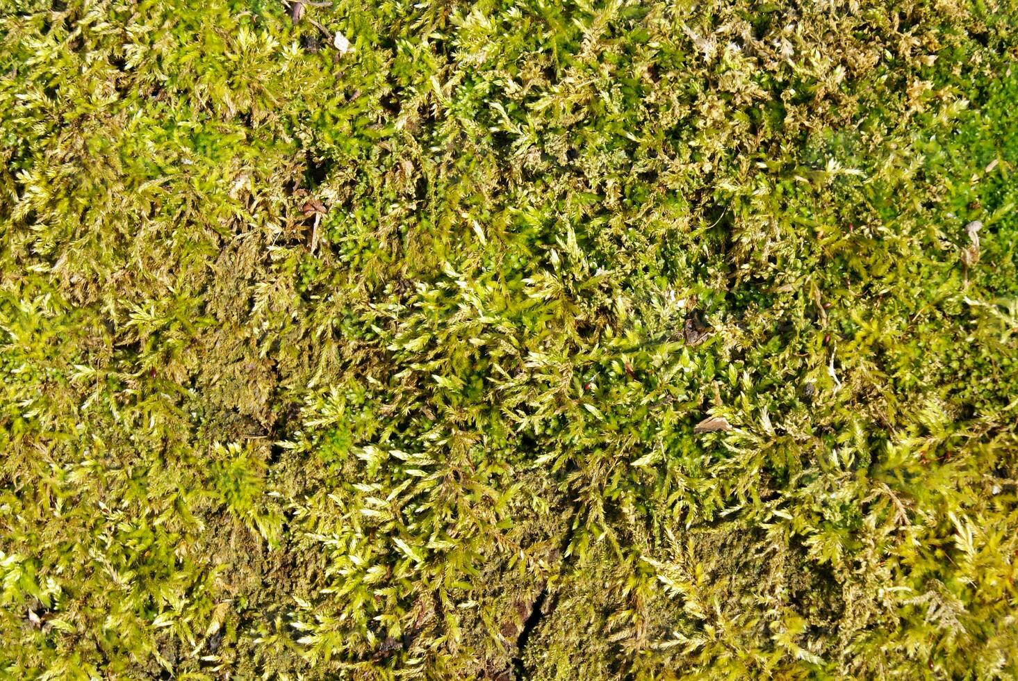 Green moss background texture. photo