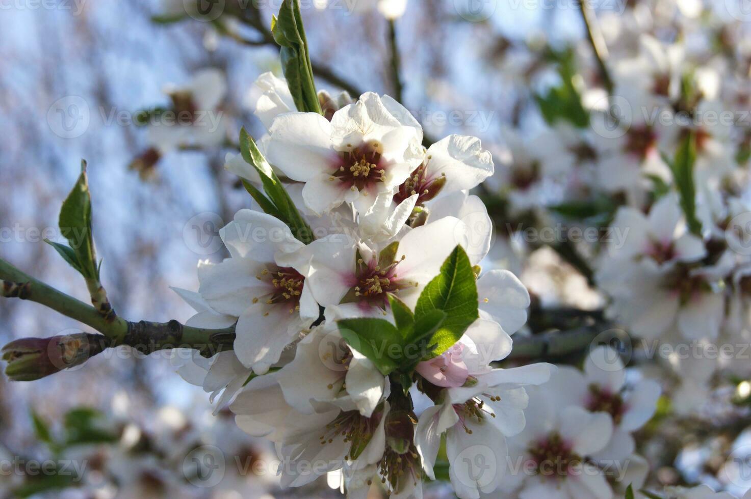 White flowers and buds of an cherry tree in spring blossom. photo