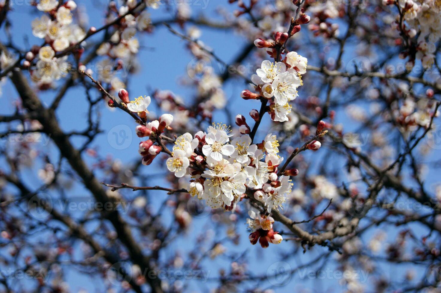 White flowers and buds of an apricot tree in spring blossom. photo