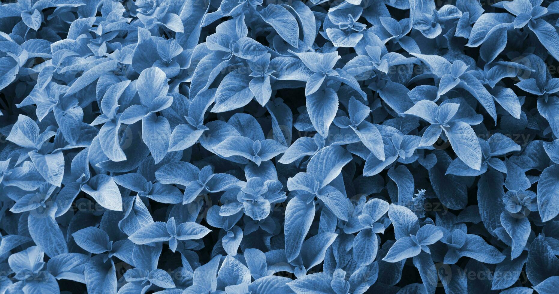 muchos hojas de origanum vulgar, comúnmente conocido como orégano, salvaje o dulce Mejorana. foto