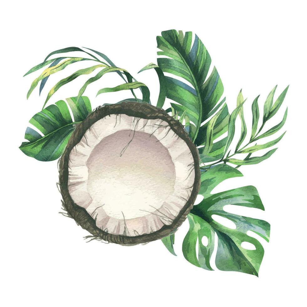 Coconuts whole, halves and pieces with bright, green, tropical palm leaves. Hand drawn watercolor illustration. Pre-made composition isolated from the background vector