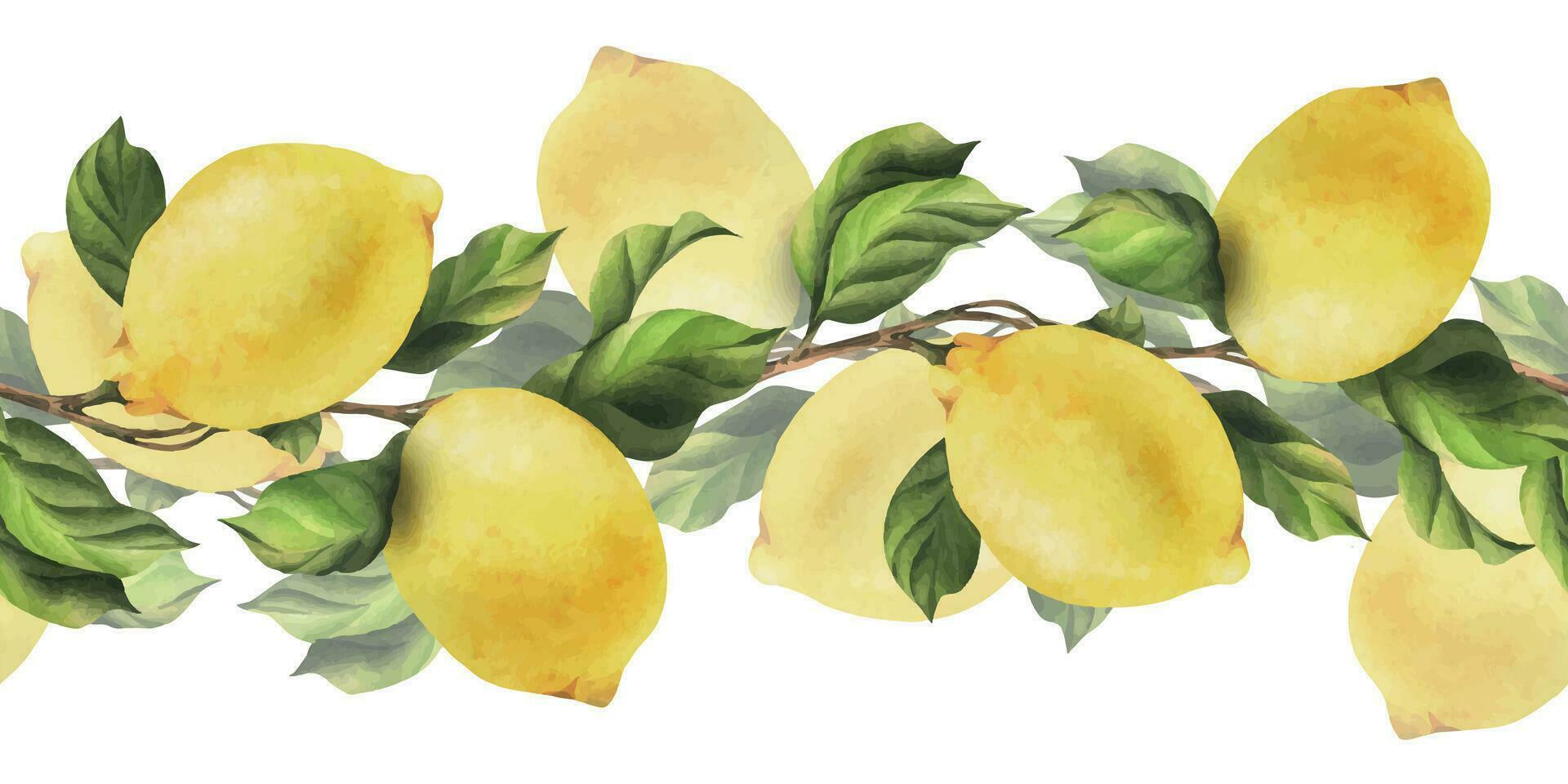 Lemons are yellow, juicy, ripe with green leaves, flower buds on the branches, whole. Watercolor, hand drawn botanical illustration. Seamless border on a white background vector