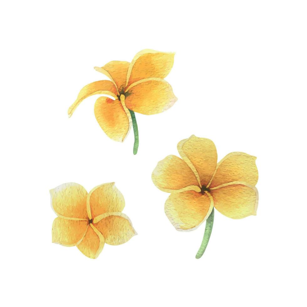Tropical flowers of plumeria, frangipani bright juicy yellow. Hand drawn watercolor botanical illustration. Set of isolated elements on a white background. vector
