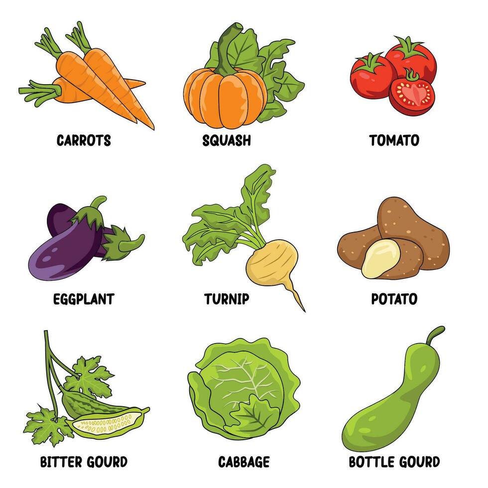 vegetales colección ilustración vector conjunto con su nombres