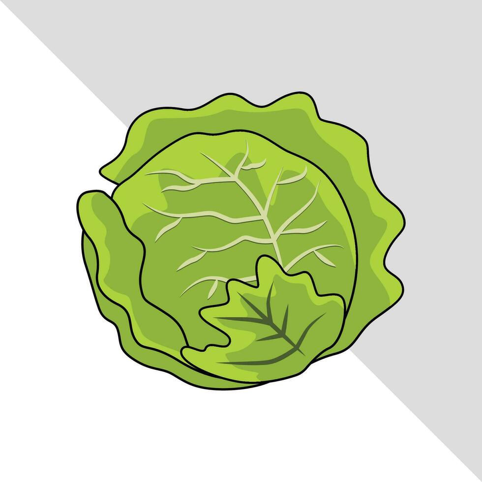 cabbage vegetable vector illustration isolated graphic