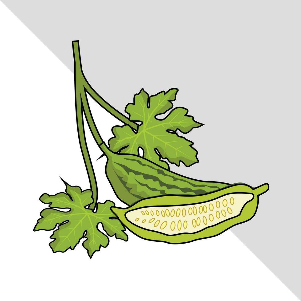 bitter gourd vegetable vector illustration with leaves isolated graphic