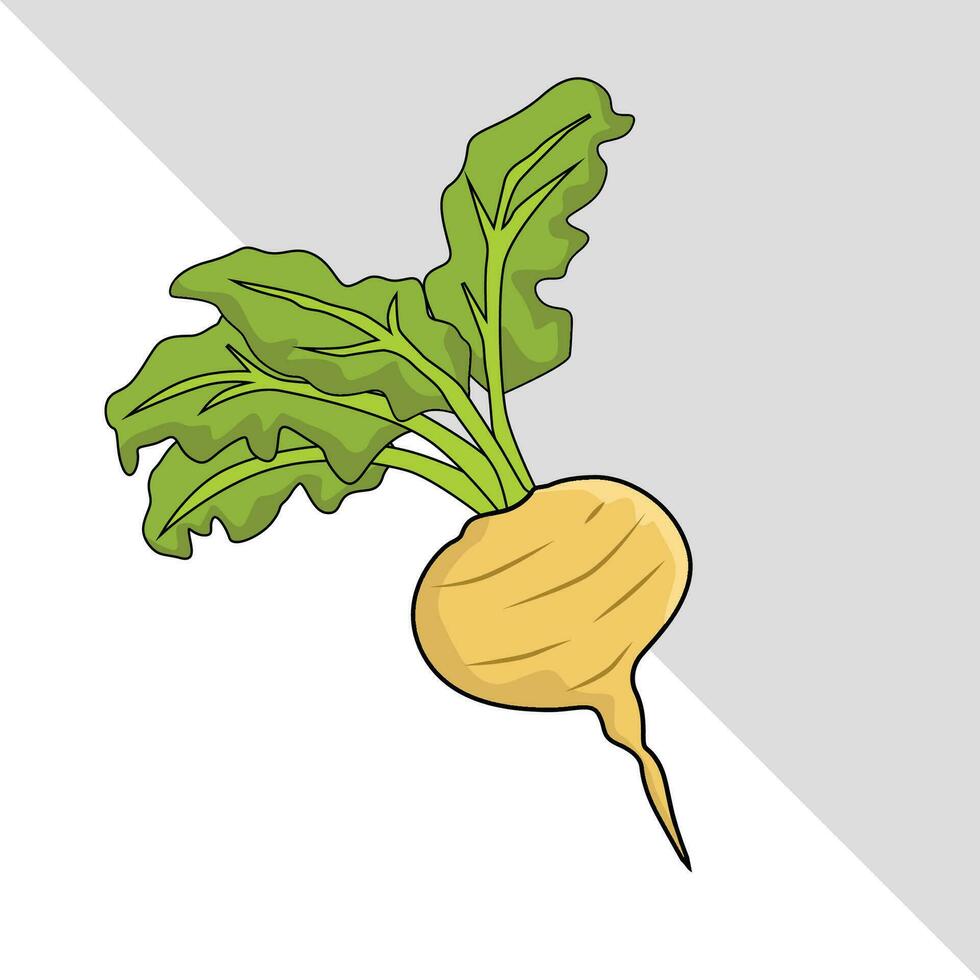 turnips vegetable vector illustration with leaves isolated graphic