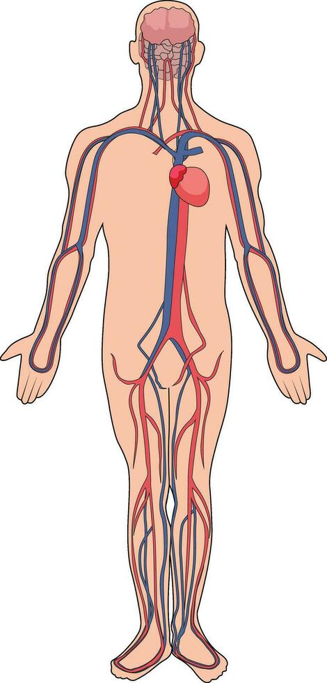 Human blood vessels system vector