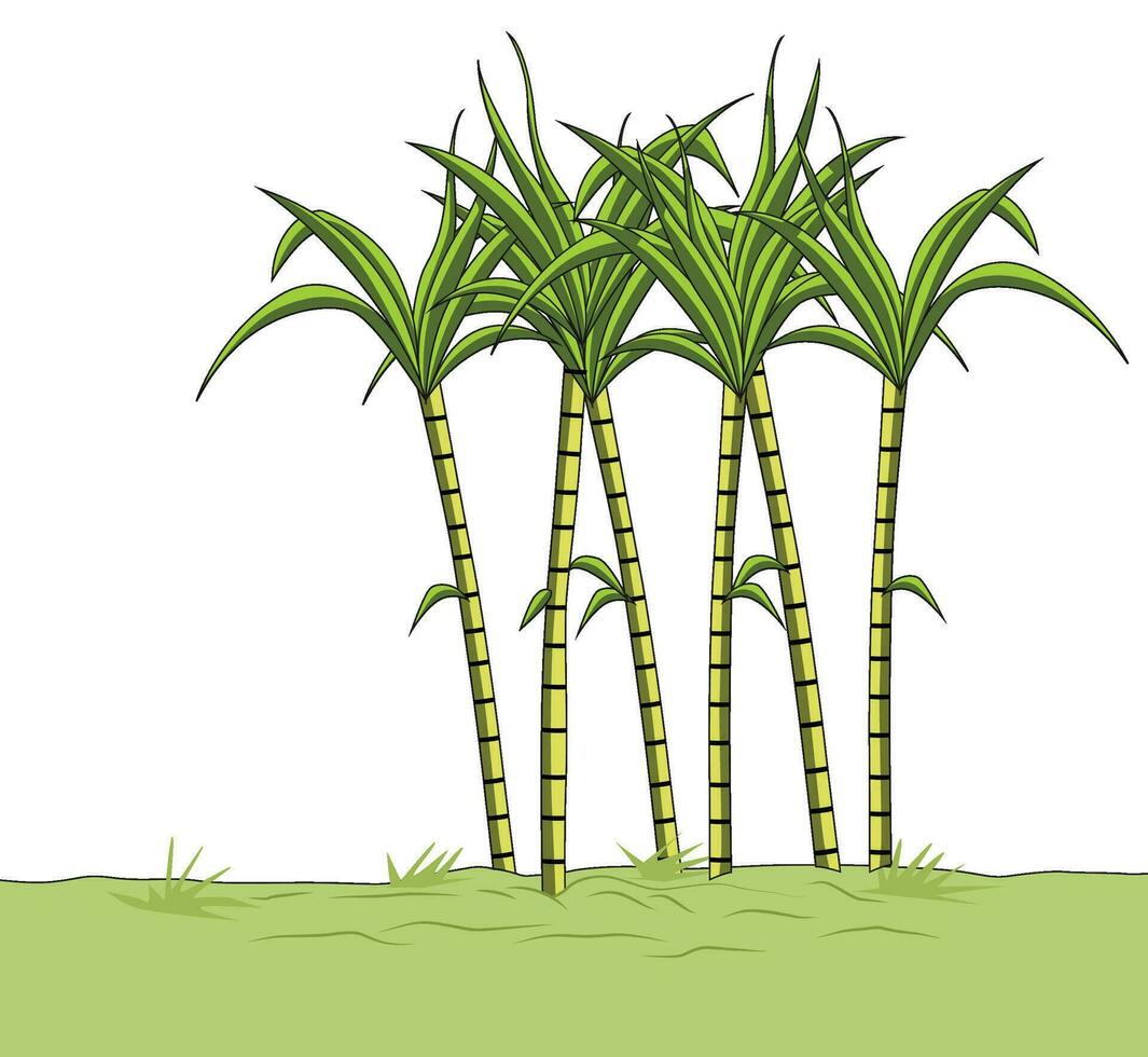Sugarcane trees in a field vector