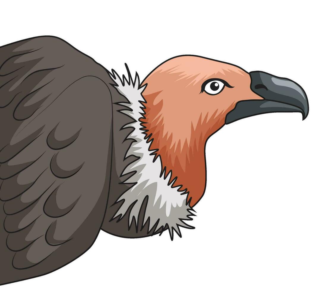 Vulture beak isolated vector illustration