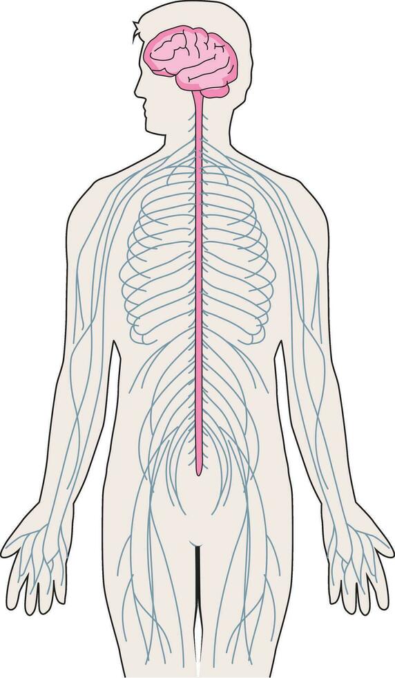 Illustration showing nervous system and vertebral column vector