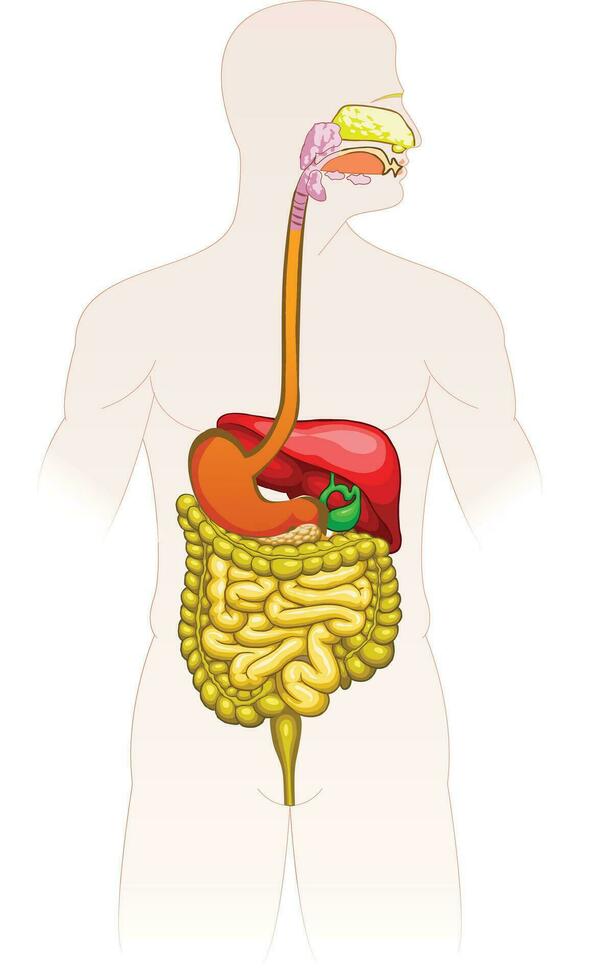 sistema digestivo humano vector