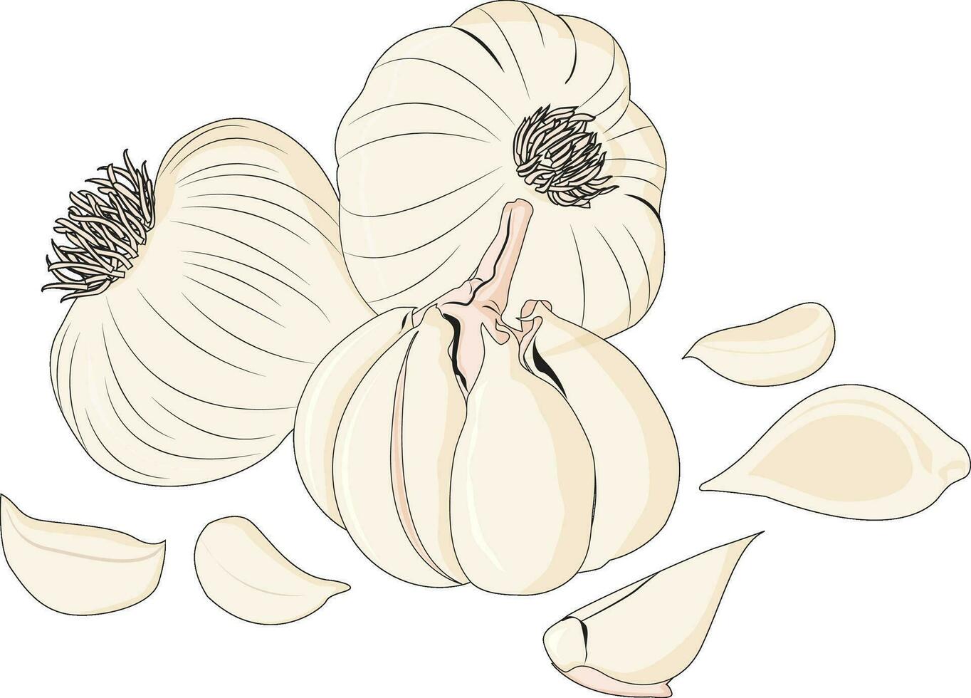 Garlic vector illustration